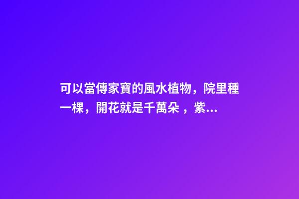 可以當傳家寶的風水植物，院里種一棵，開花就是千萬朵，紫氣東來